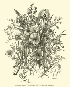 Bloemen van de oevers van het Meer van Galilea door English School