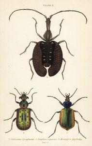 Bosrupsenjager, Calosoma sycophanta 1, loopkever, Elaphrus riparius 2, en vioolkever, Mormolyce phyllodes 3 door English School