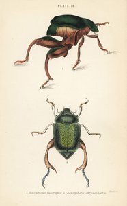 Kikkerpootkever of kangoeroekever, Sagra papuana 1, en glanzende bladsprietkever, Chrysophora chrysochlora 2 door English School