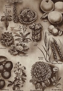 Fruit, groenten en bloemen en de wilde variëteiten waaruit ze zijn gekweekt door English School