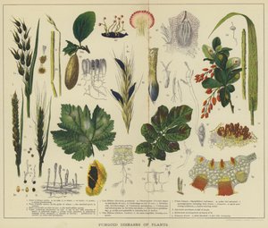 Schimmelziekten van planten