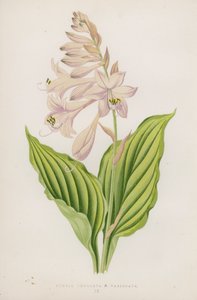 Funkia Undulata; B Variegata door English School