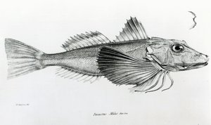 Galapagos Gurnard, plaat 6 uit 