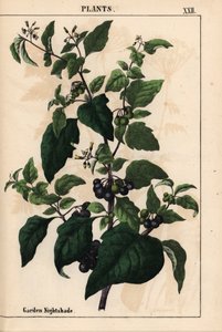 Tuin- of zwarte nachtschade met zwarte bessen Solanum nigrum, uit 