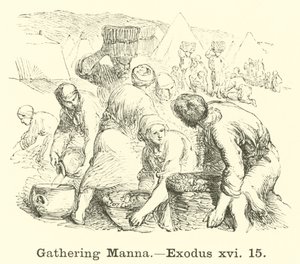 Het verzamelen van manna, Exodus, xvi, 15 door English School