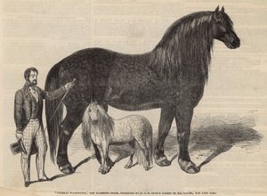 Generaal Washington, het mammoetpaard door English School