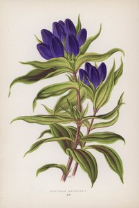 Gentiana Andrewsii door English School