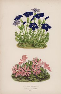 Gentiana Bavarica; Primula Minima (kleur litho)