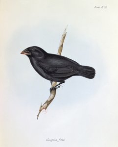 Geospiza Fortis, illustratie uit The Zoology of the Voyage of H.M.S. Beagle, 1832-36, door Charles Darwin, 1840 door English School
