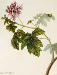 Geranium door English School