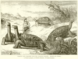 Gigantische landschildpadden van de Galapagos-eilanden