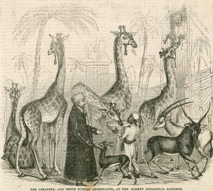 Giraffen en hun Nubische begeleiders in de Surrey Zoological Gardens, Londen door English School