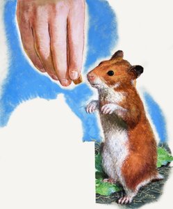 Gouden hamster