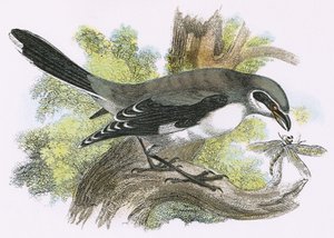 Grote klapekster