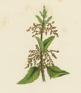 Groene Brandnetel, Urtica Dioica door English School