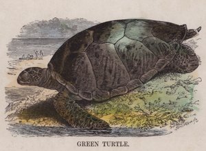 Groene schildpad (gekleurde gravure) door English School