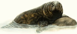 Grijze zeehond