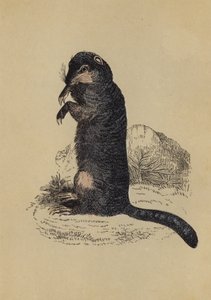 Grondeekhoorn