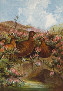 Korhoen (kleurenlitho) door English School