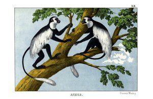 Guereza-aap