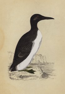 Zeekoet