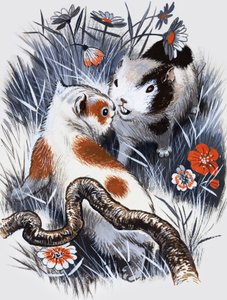 Cavia (gouache op papier)