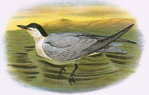 Gull Billed Stern
