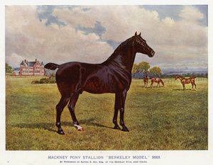 Hackney Pony Hengst "Berkeley Model" 3663