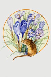 Oogstmuis en Krokus