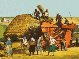 Tarwe oogsten