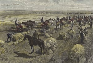 Tarwe oogsten op de Noord-Amerikaanse vlaktes