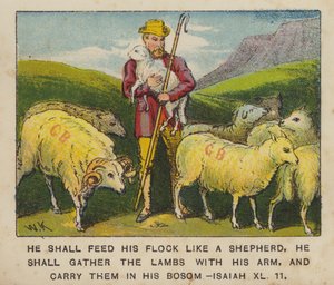 Hij zal zijn kudde weiden als een herder, hij zal de lammeren met zijn arm verzamelen, en ze dragen...