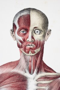 Hoofd en schouders van het mannelijke menselijk lichaam met spieren, pezen en botten, uit The Vessels of the Human Body, bewerkt door Jones Quain en William Wilson, gepubliceerd door Taylor en Watson, Londen in 1837