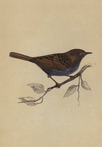 Heggenmus