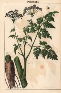 Gevlekte scheerling of Conium maculatum, uit 