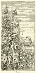 Hemp (engraving)