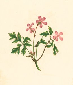 Robertskruid, of Arme Robin, Geranium Robertianum