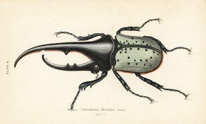 Herculeskever, mannetje, Dynastes hercules, Scarabaeus hercules door English School