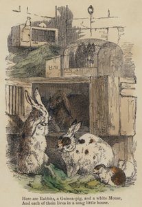 Hier zijn konijnen, een cavia en een witte muis, en elk van hen woont in een knus huisje