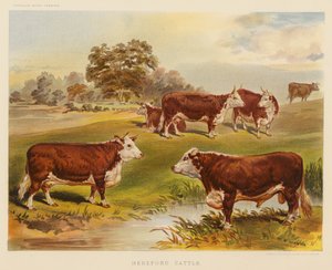 Hereford-vee