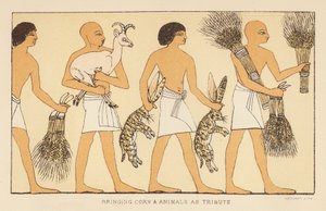 Herodotus: Graan en dieren brengen als eerbetoon