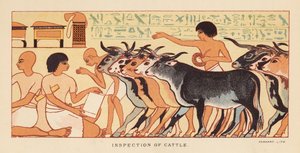 Herodotus: Inspectie van vee