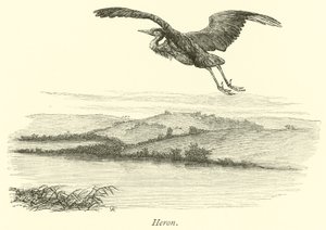 Reiger