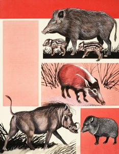 Montage van varkens en zwijnen door English School
