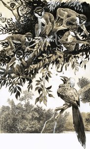 Neushoornvogel en apen