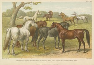 Paarden en pony