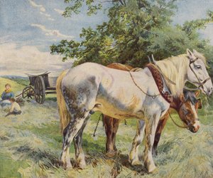 Paarden nemen een pauze van het werk op een boerderij door English School