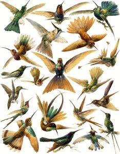 Kolibries