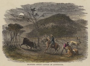 Jagen op verdwaalde vee in Australië