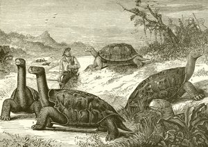 Jacht op schildpadden aan de kust van Nieuw-Guinea